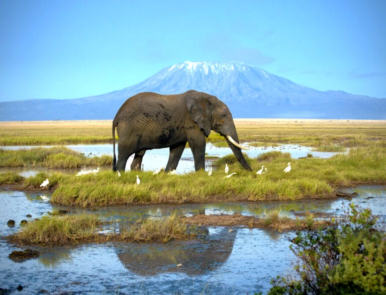 Kenia - von der Savanne bis zum Strand