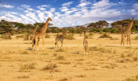 Tansania_Giraffen_Serengeti