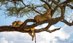 Sleeping and relaxing lions in a tree