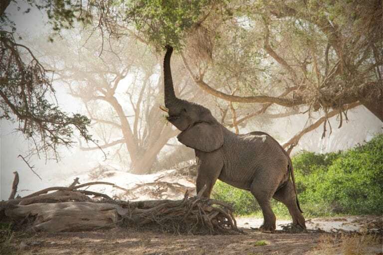 Spektakuläres Namibia 