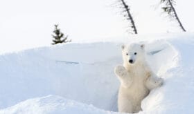 Polar Bear (Ursus maritimus) cub coming out den and playing around, Wapusk national park, Canada.