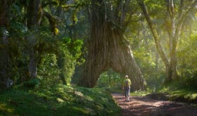 Trekking in the forests of Tanzania. Young woman with backpack walks and enjoys beautiful large trees in Arusha National Park.
Concept healthy and active lifestyle.