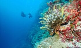 Scuba Diving over the reef in Papua New Guinea . Best dive sites with 30 m visibility and best time to dive is  always