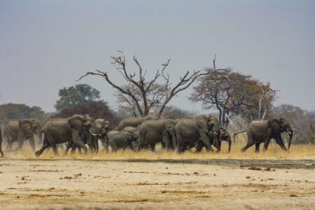 Große Elefantenherde läuft durch die trockene Savanne Afrikas mit kahlen Bäumen im Hintergrund.